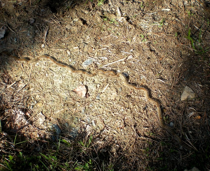 Al Tour: processionaria - Thaumetopoea pityocampa